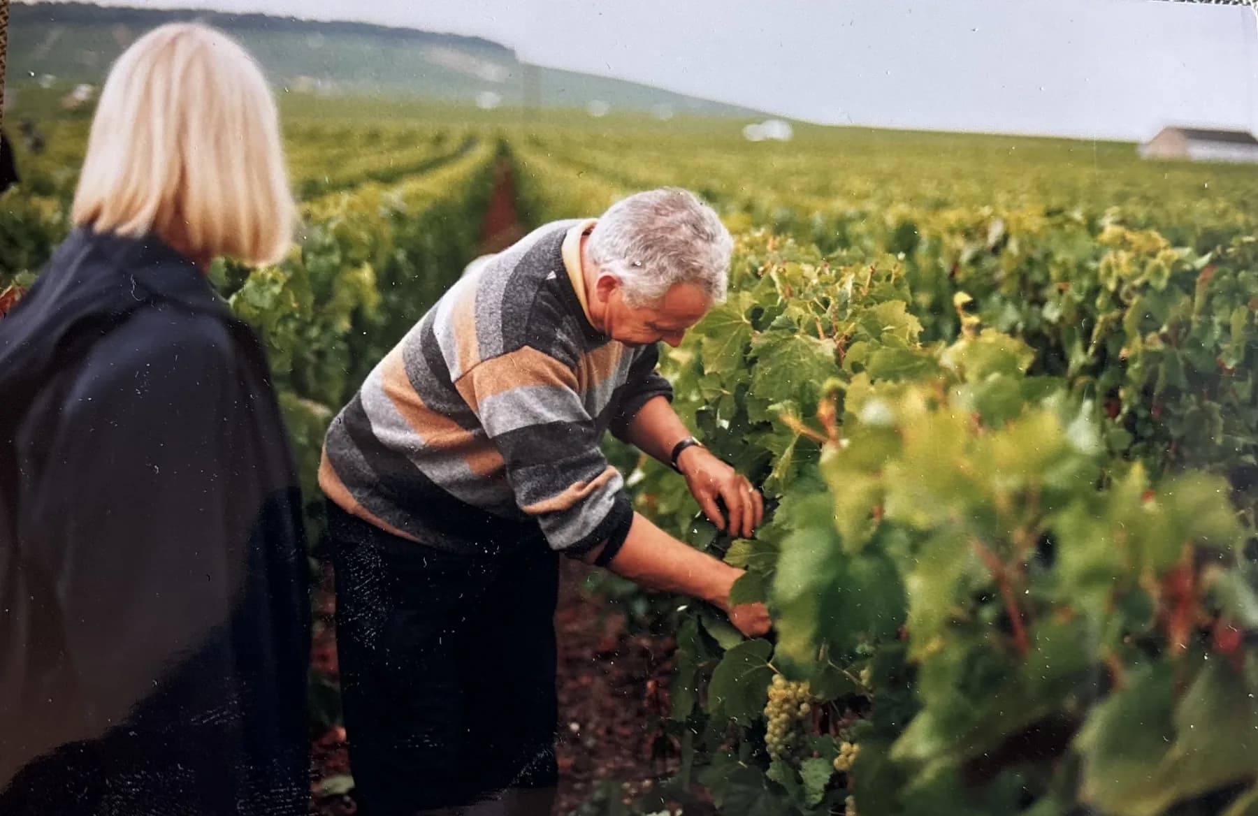 Le contrôle de maturité des raisins, avant les vendanges